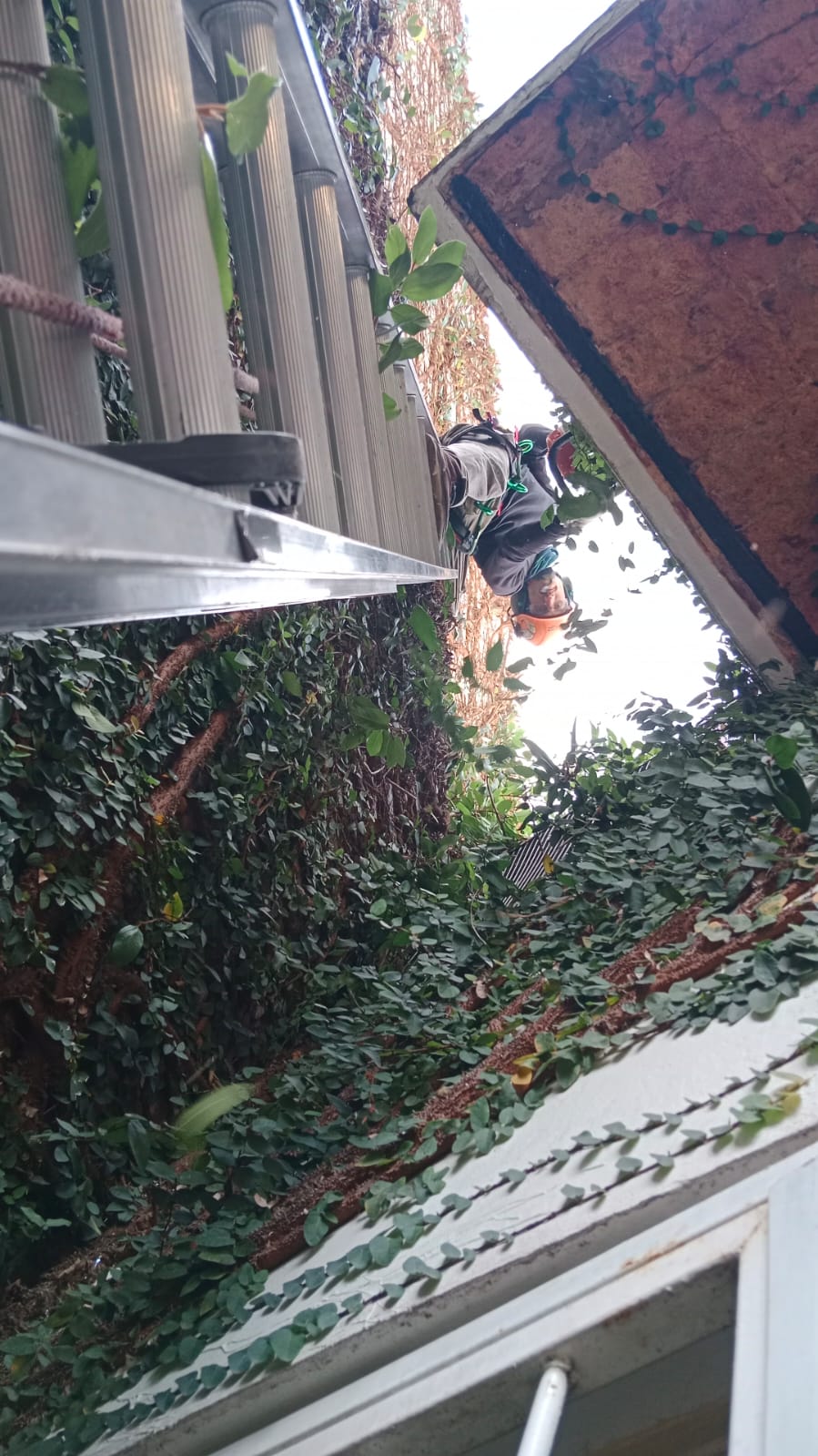 Trabajos de jardinería realizados 1