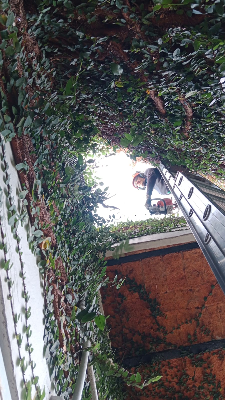 Trabajos de jardinería realizados 2